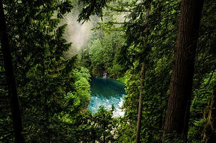 Forest Bathing Institute