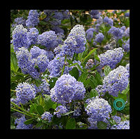 Flora Platara-1 (16).JPG