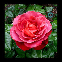 Flora Platara-1 (18).JPG