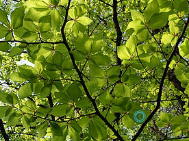 Flora Platara-1 (10).JPG