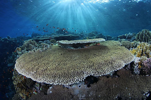 coral reef course