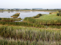 Your Guide to Walking and Wildlife in East Anglia