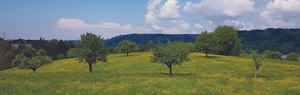 Honig- und Wildbiene an violetter Blüte