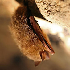 Tricolored_bat_(Perimyotis_subflavus)_(cbe5a29f-c0a6-4b7e-922b-efa073ac2394).jpg