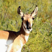 Pronghorn (1)_edited.jpg