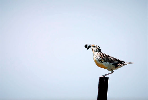 meadowlark with beetles.jpg