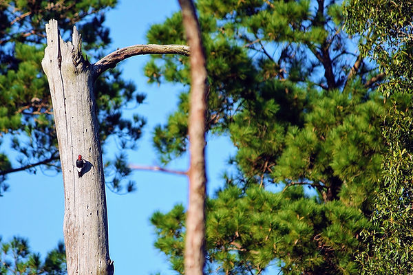 Red-headed woodpecker.JPG