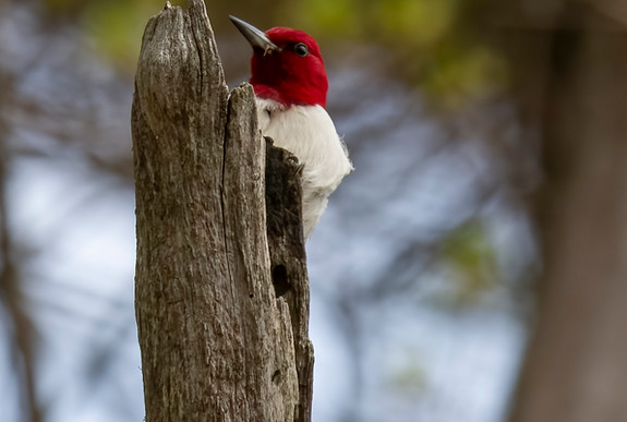 Red-headed_woodpecker_oak_openings_jeffers_road_5.14.23_DSC_4196-topaz-denoiseraw.jpg
