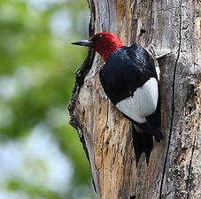 1024px-Red-headed_woodpecker_on_tree.png