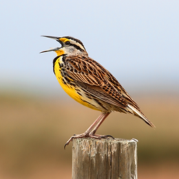 iStock-178621388 (1).png