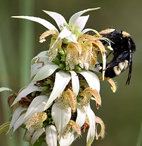 Bumblebee on Spotted Bee Balm (1).JPG