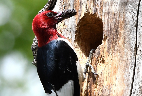 Red-headed_woodpecker_(28218027627).jpg
