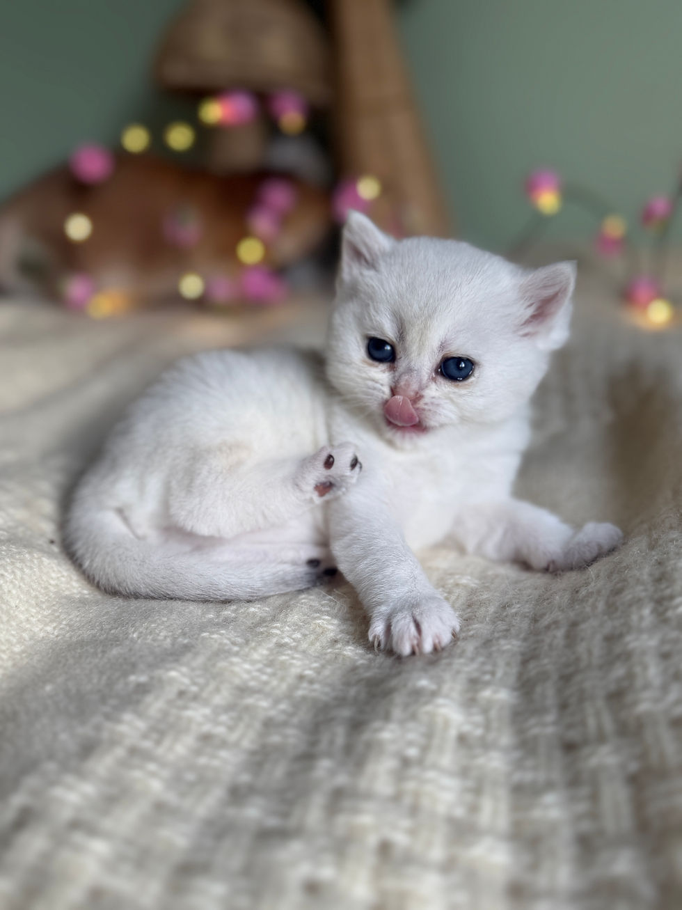 Microchip for Cats: a Decision People Regret Only When It’s Too Late