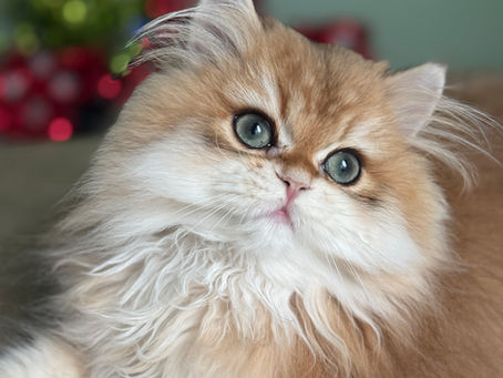 British Longhair Cats: History, Personality, and Why These Beautiful Cats Exist