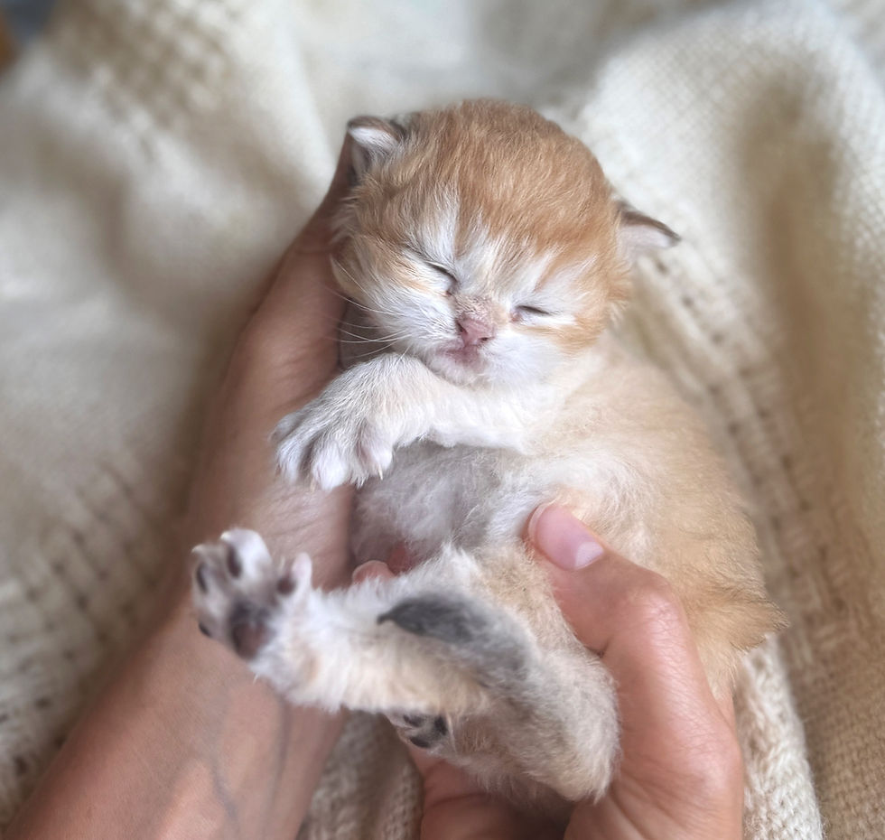 Golden British kitten