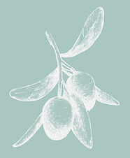 Olive%20Branch_edited.jpg