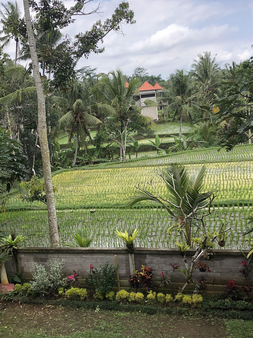 Ubud Rice Terraces