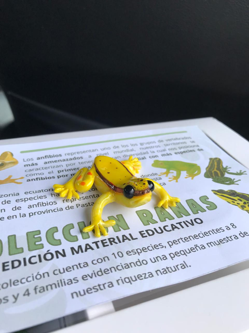 Miniatura: Ranas (10)  | Material Educativo 
