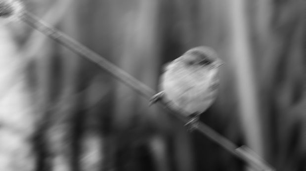 sparrow_bw.jpg