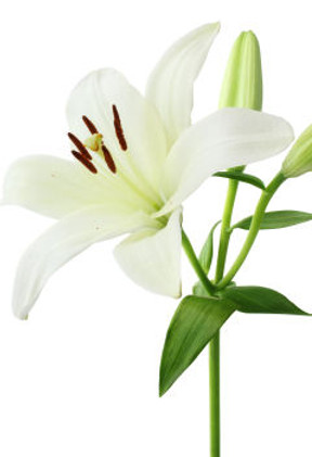 WHITE LILY.jpg