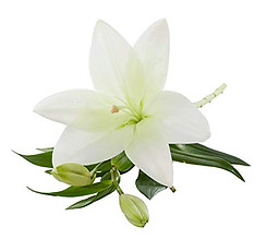 WHITE LILY1.jpg