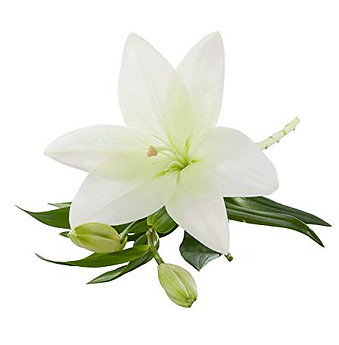 WHITE LILY1.jpg