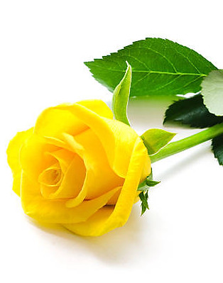 YELLOW ROSE3.jpg