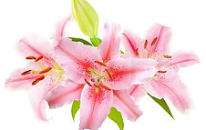 PINK LILLIES.jpg
