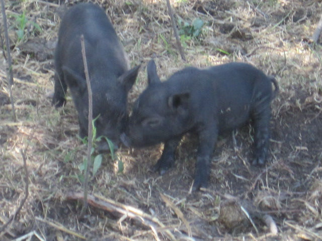 Apple Prairie Farm, homesteading , American Guinea Hogs,