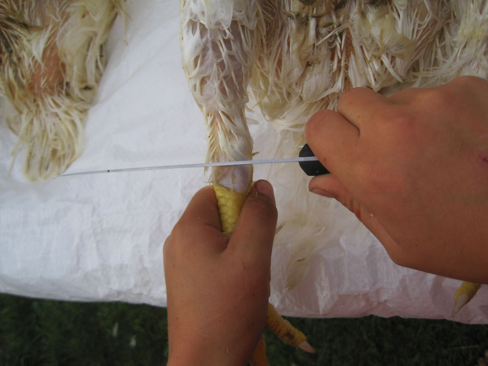 How to Process a Meat Bird