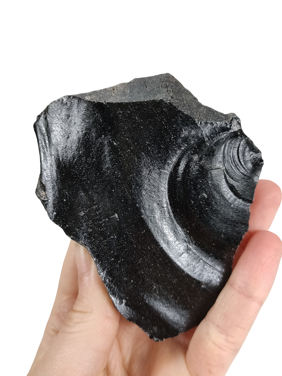 Thumbnail: Raw Black Obsidian From New Zealand 