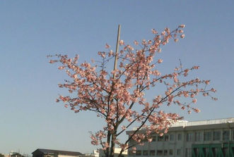 今週のＴＯＫＹＯ油田