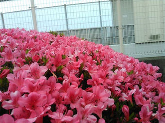 今週のTOKYO油田