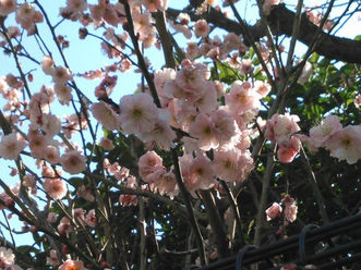 今週のＴＯＫＹＯ油田