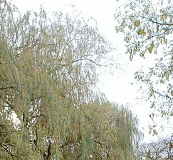 20221127_130611 Chantelles Birthday Attenborough Park_edited_edited.jpg