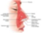 nasal muscles