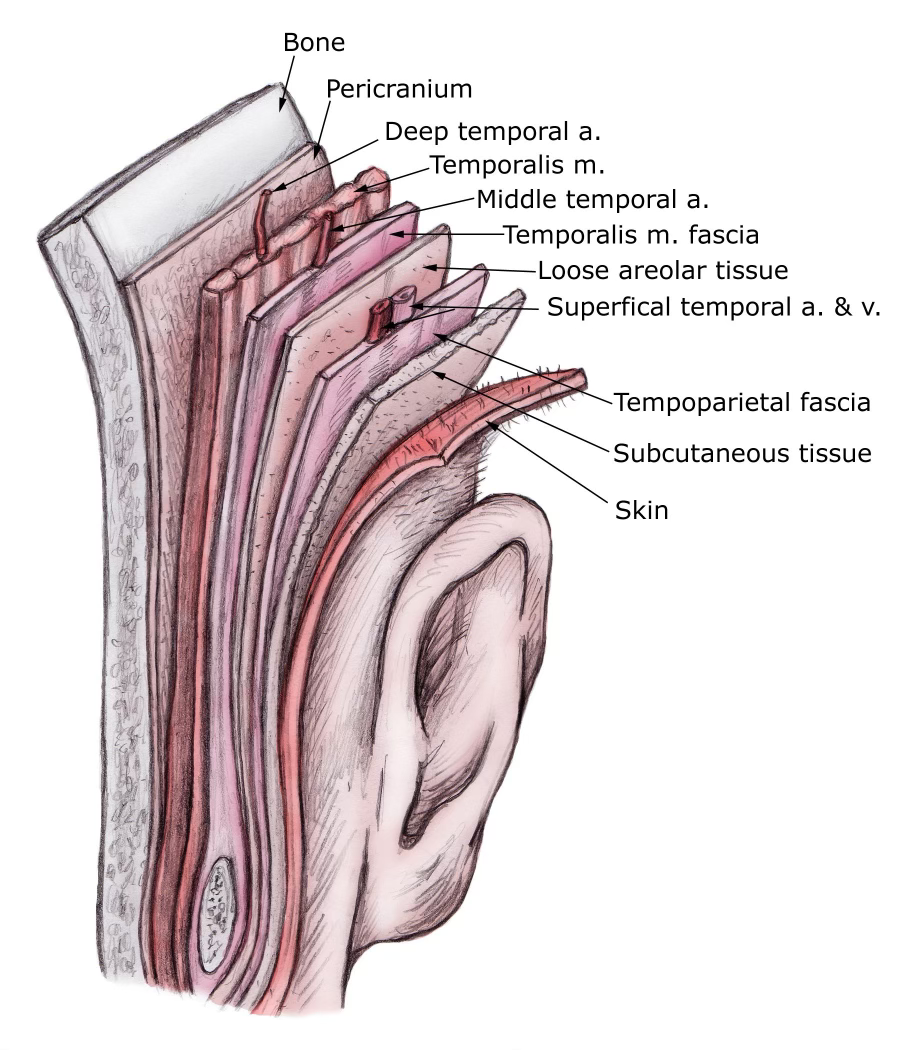layers of temple anatomy