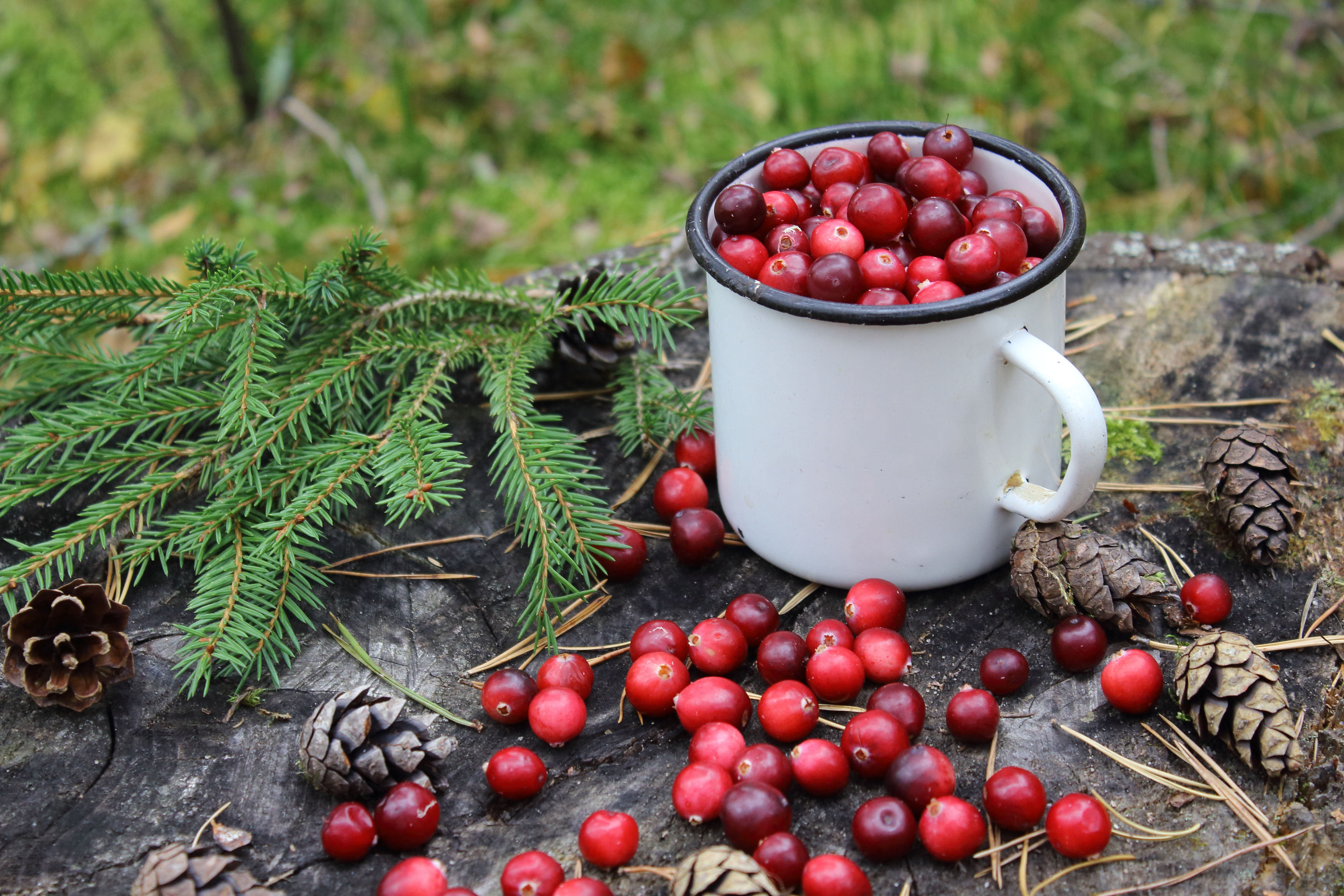 Rustic Cranberry - Soy Candle