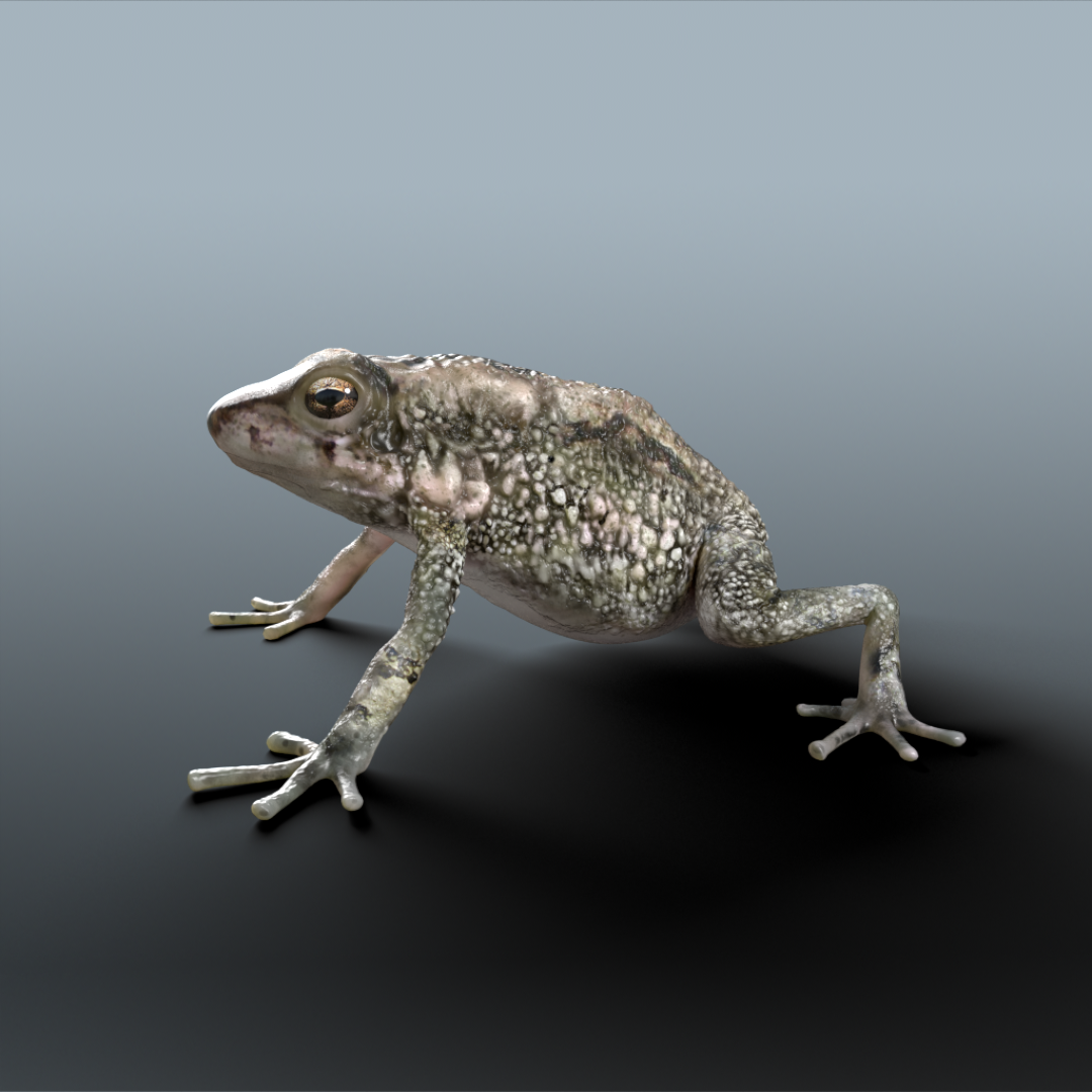 Toad