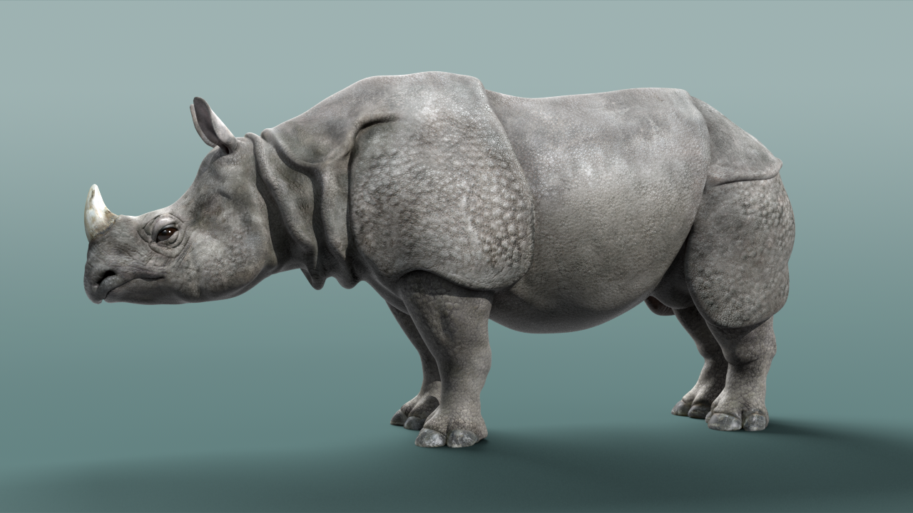 Rhino