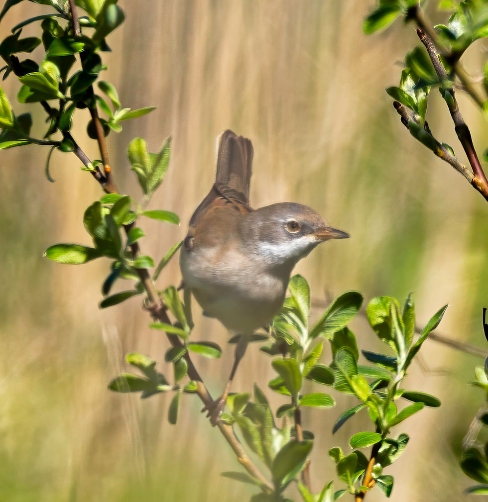Common Whitethroat