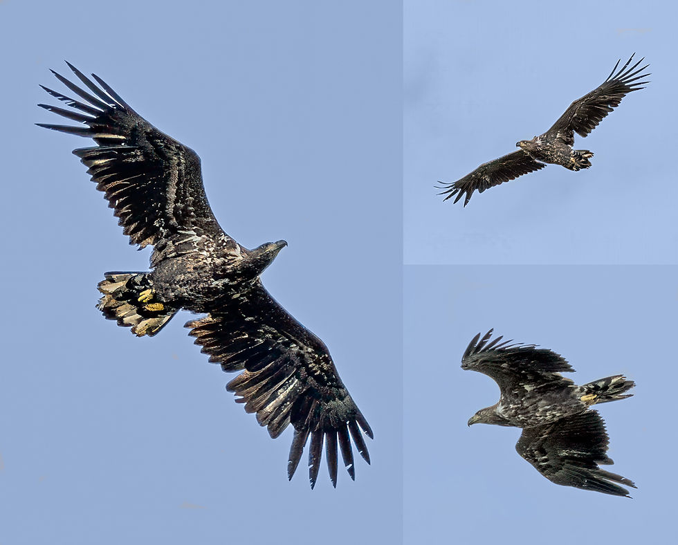 White-tailed Eagles