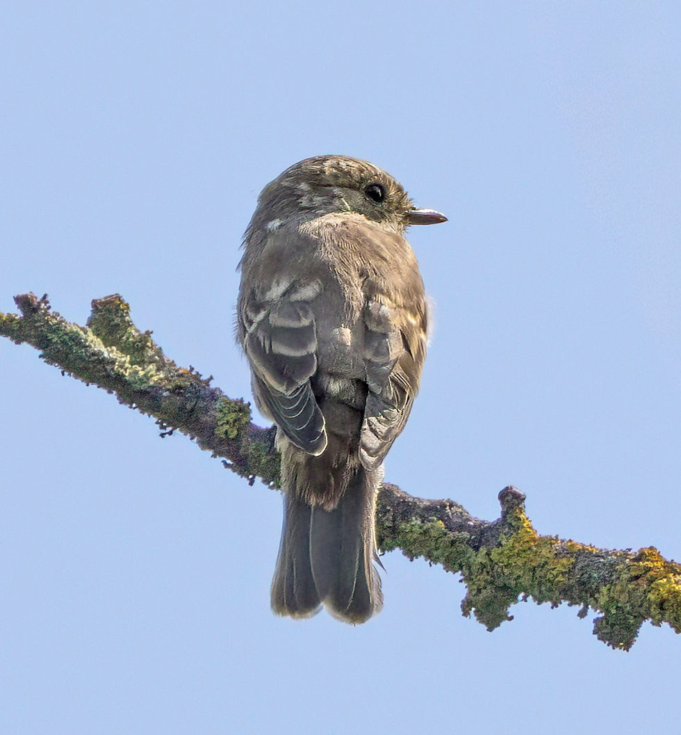 Spotted Flycatcher