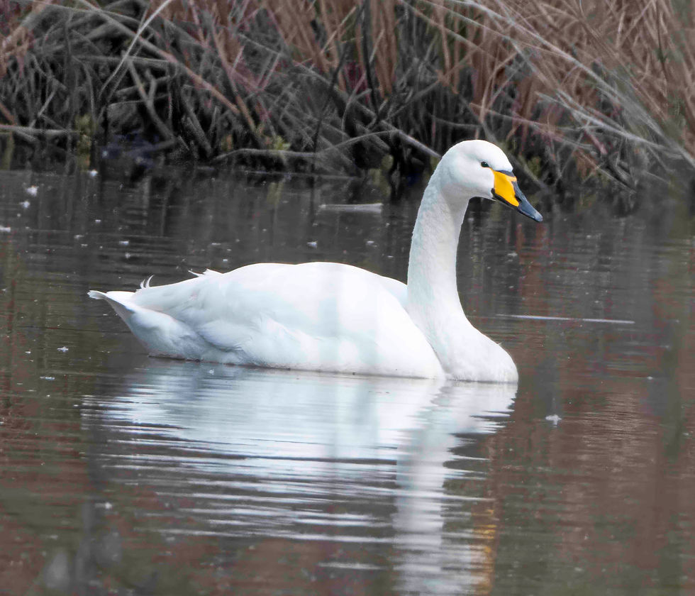 Whooper Swan
