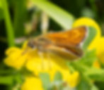 Lulworth Skipper