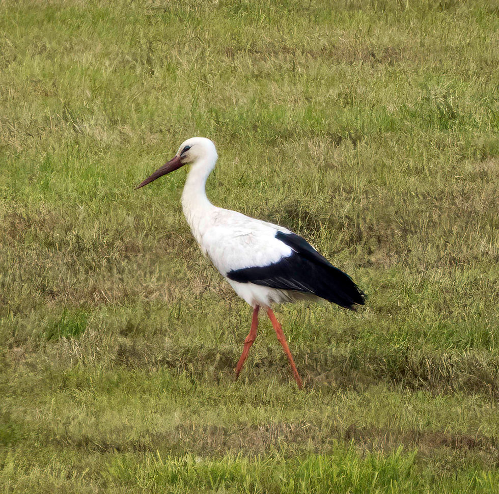 White Stork