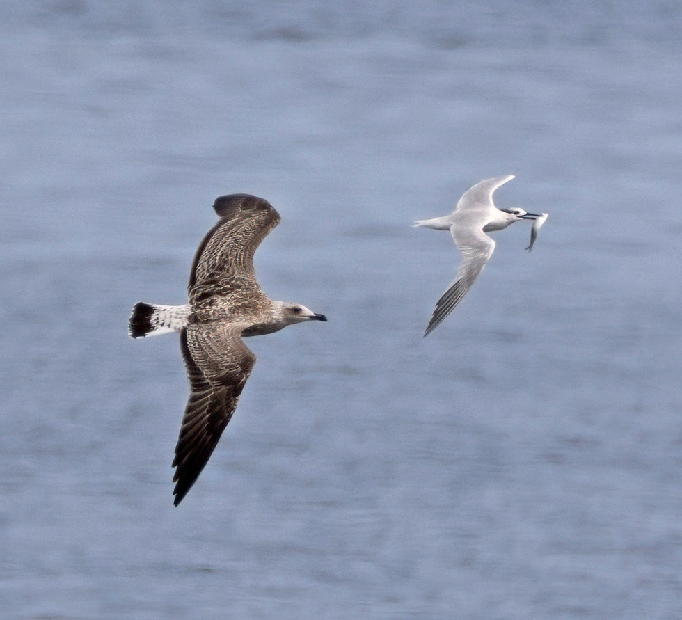 Sandwich Tern & LBBG