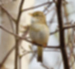 Willow Warbler
