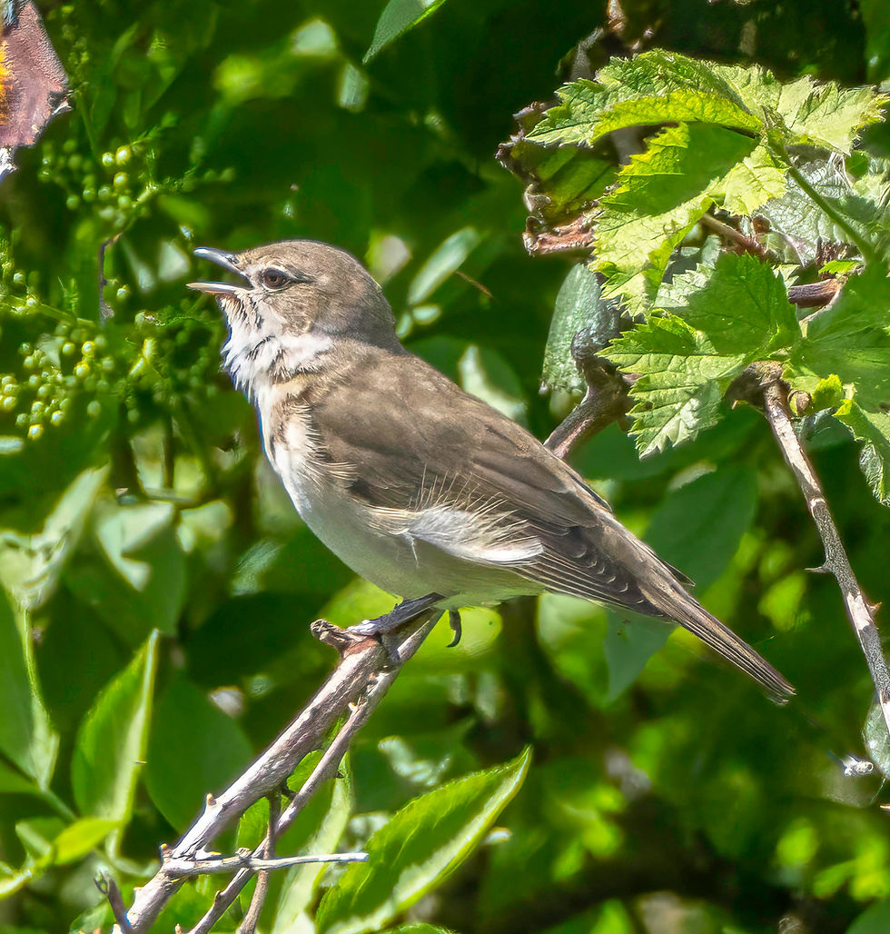 Garden Warbler