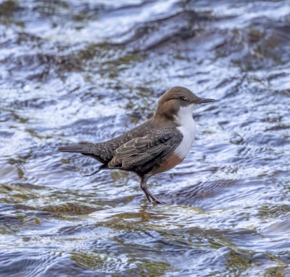 Dipper